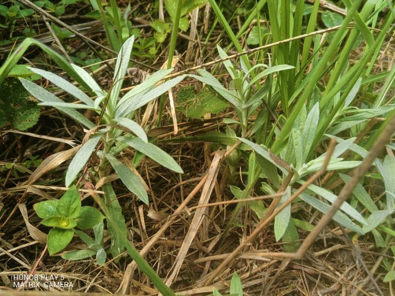 宽叶鼠曲草又名：老鸦绵、地膏药、地毛香、贴生鼠尾草、贴