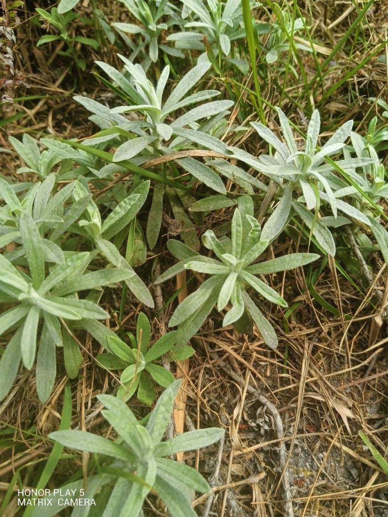 宽叶鼠曲草又名：老鸦绵、地膏药、地毛香、贴生鼠尾草、贴