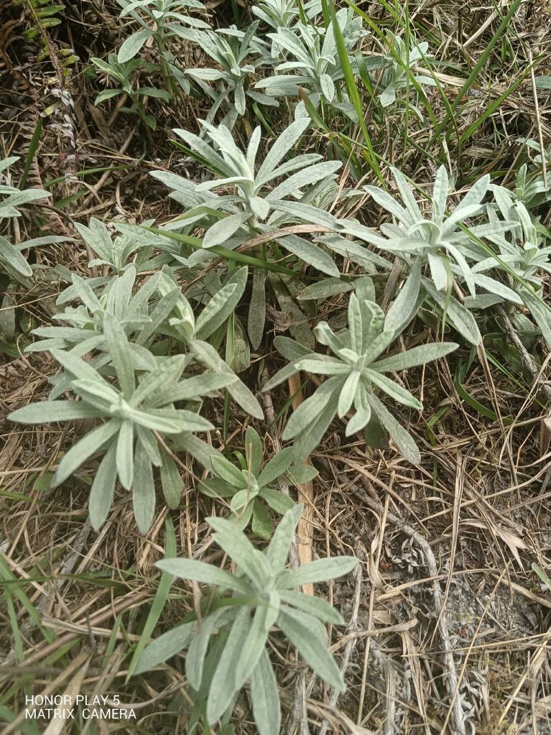 宽叶鼠曲草又名：老鸦绵、地膏药、地毛香、贴生鼠尾草、贴