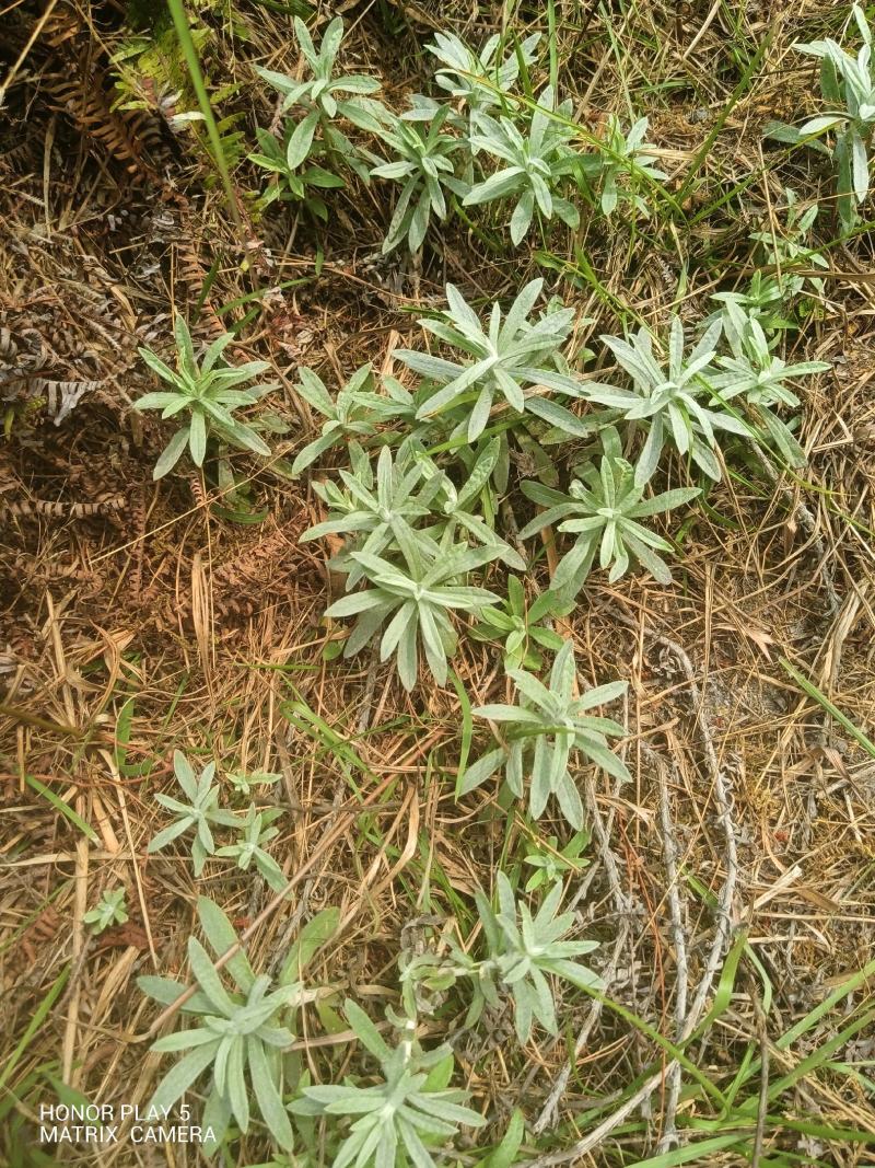 宽叶鼠曲草又名：老鸦绵、地膏药、地毛香、贴生鼠尾草、贴