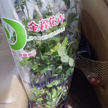 蓝莓果树苗蓝莓苗盆栽地栽果苗大果南北方种植苗兔眼绿宝石果