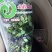 蓝莓果树苗蓝莓苗盆栽地栽果苗大果南北方种植苗兔眼绿宝石果