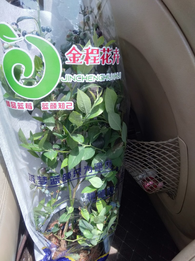 蓝莓果树苗蓝莓苗盆栽地栽果苗大果南北方种植苗兔眼绿宝石果