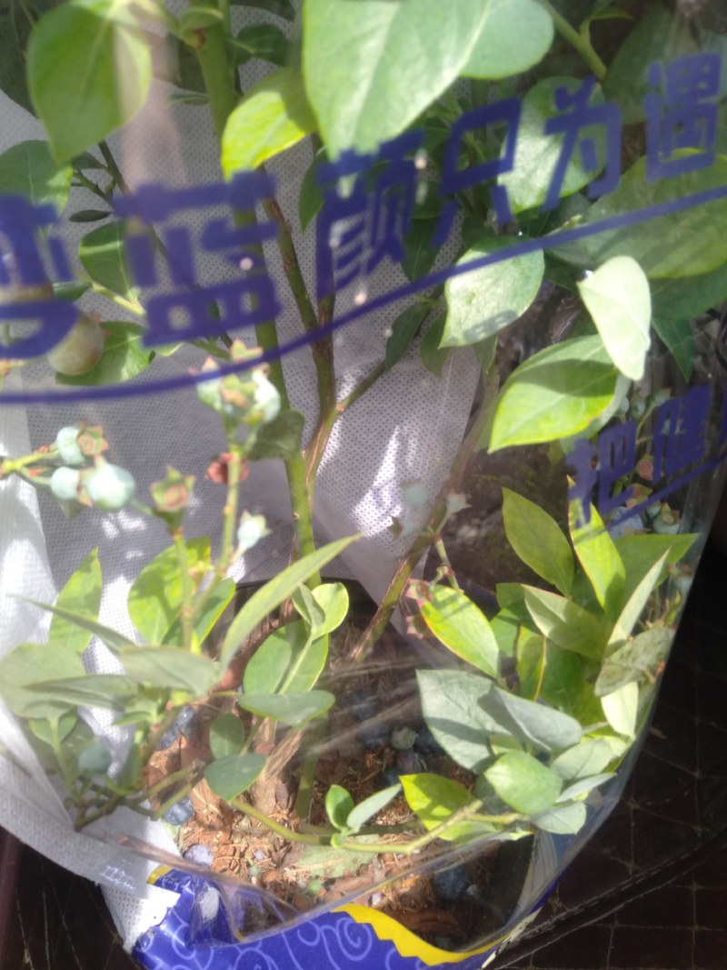 蓝莓果树苗蓝莓苗盆栽地栽果苗大果南北方种植苗兔眼绿宝石果