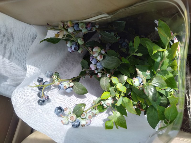 蓝莓果树苗蓝莓苗盆栽地栽果苗大果南北方种植苗兔眼绿宝石果