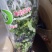 蓝莓果树苗蓝莓苗盆栽地栽果苗大果南北方种植苗兔眼绿宝石果