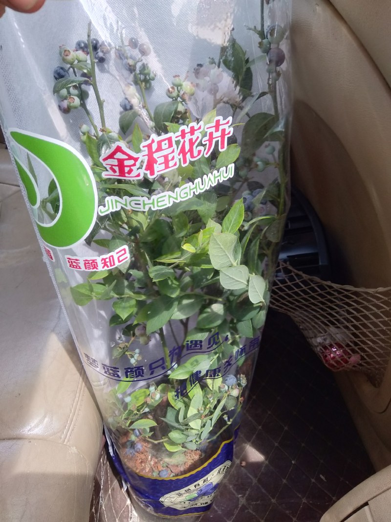 蓝莓果树苗蓝莓苗盆栽地栽果苗大果南北方种植苗兔眼绿宝石果