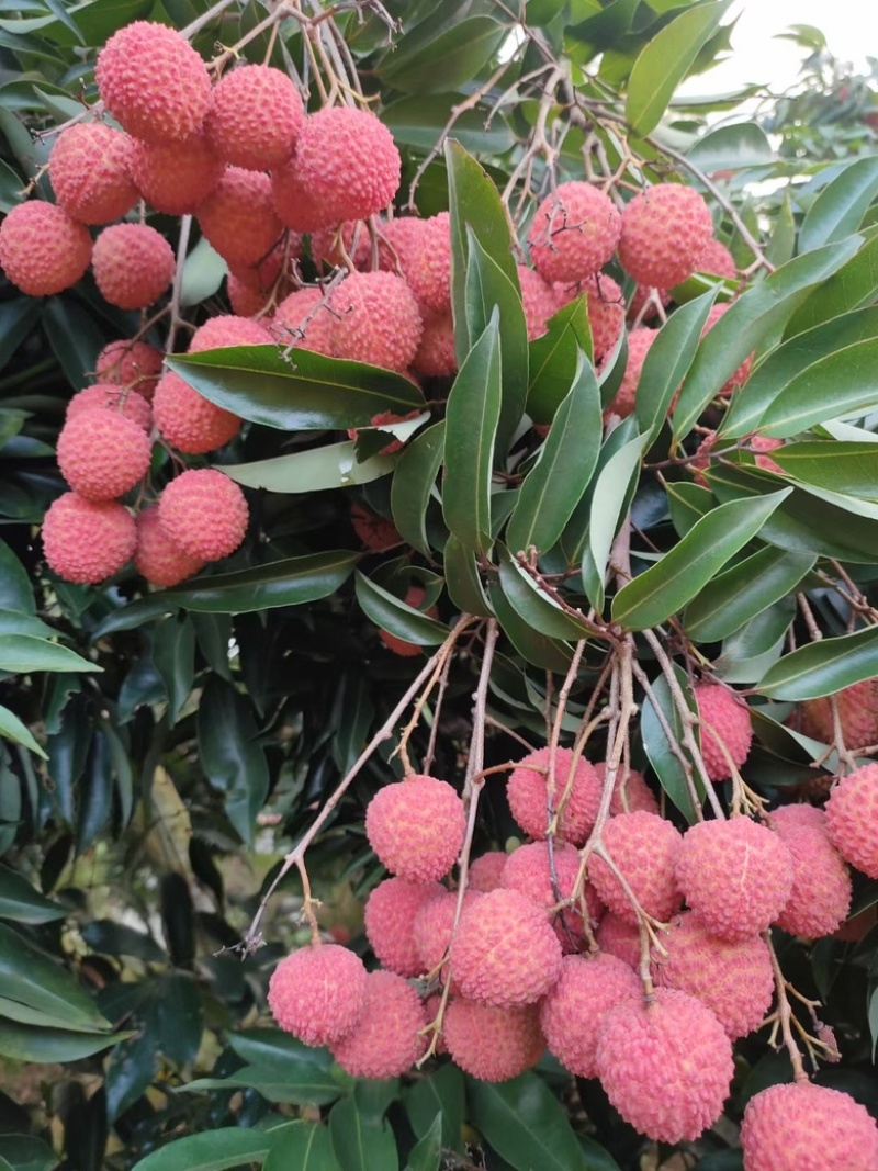高州桂味荔枝