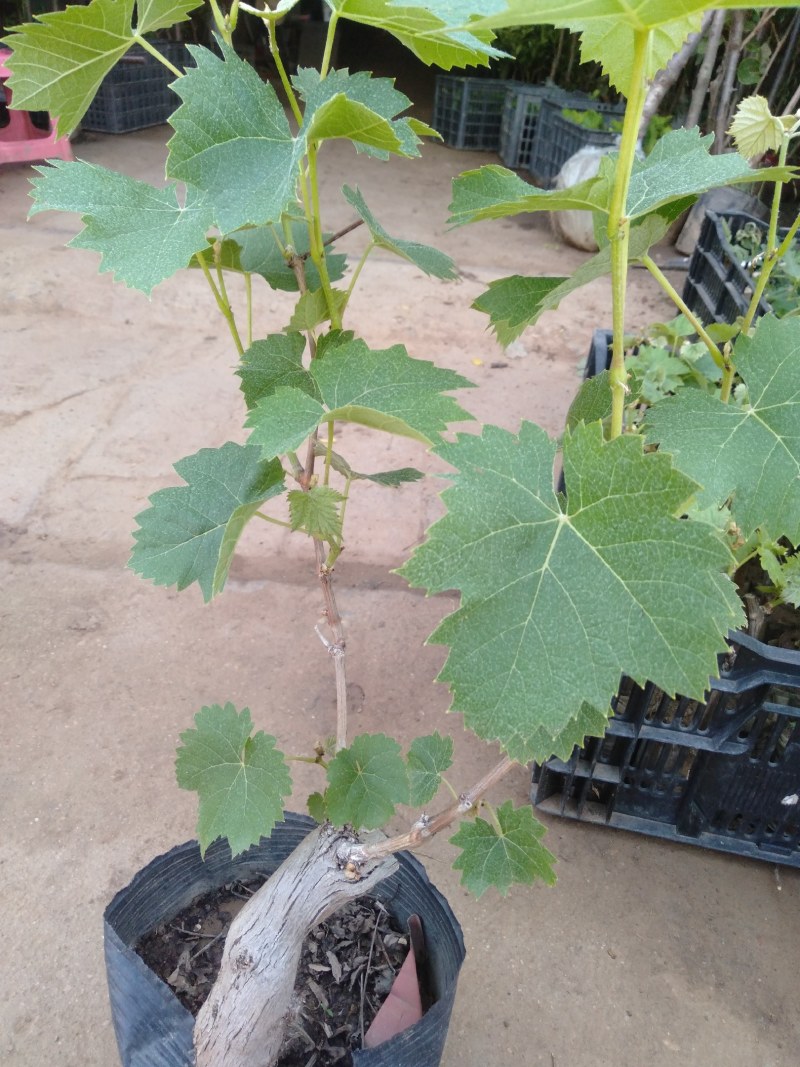 矮化葡萄树苗盆栽地栽南北方种植蓝宝石巨峰庭院果树