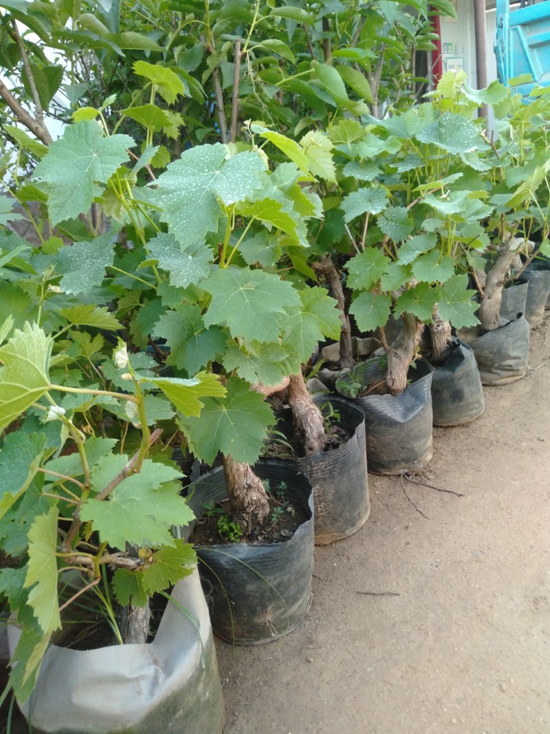 矮化葡萄树苗盆栽地栽南北方种植蓝宝石巨峰庭院果树