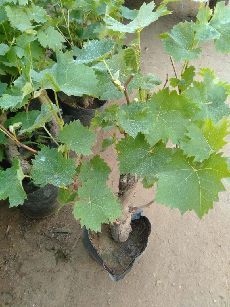 矮化葡萄树苗盆栽地栽南北方种植蓝宝石巨峰庭院果树