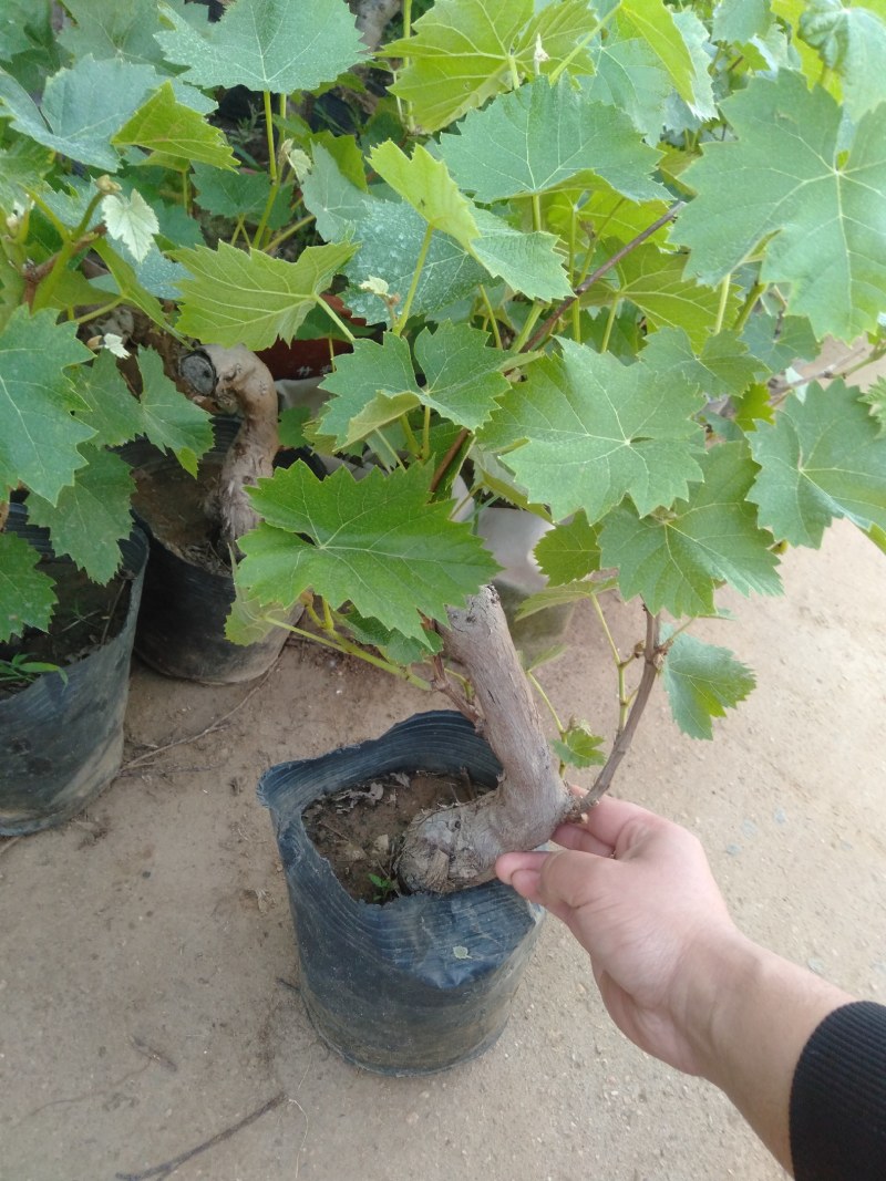 矮化葡萄树苗盆栽地栽南北方种植蓝宝石巨峰庭院果树