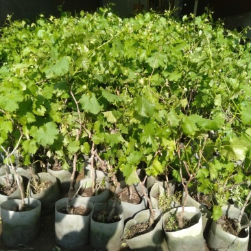 葡萄树苗盆栽地栽南北方种植蓝宝石巨峰庭院果树带叶