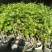 葡萄树苗盆栽地栽南北方种植蓝宝石巨峰庭院果树带叶