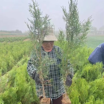 侧柏苗，13/15杯苗，40公分-2米，质量保证欢迎合作