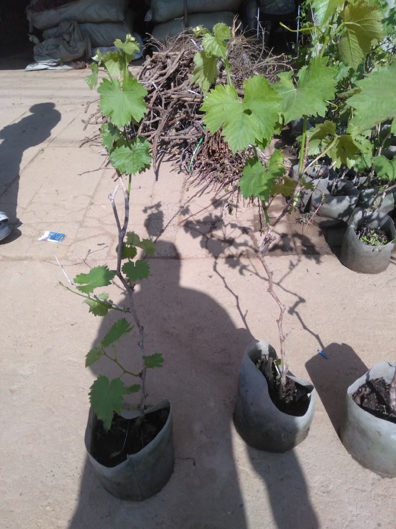 葡萄树苗盆栽地栽南北方种植蓝宝石巨峰庭院果树带叶