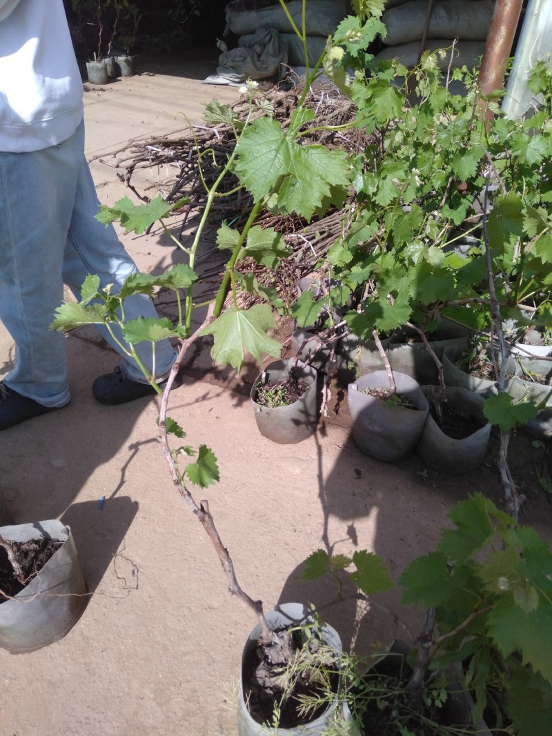 葡萄树苗盆栽地栽南北方种植蓝宝石巨峰庭院果树带叶