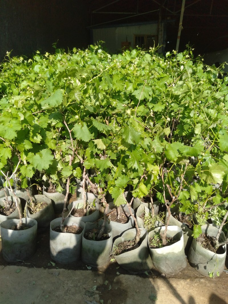 葡萄树苗盆栽地栽南北方种植蓝宝石巨峰庭院果树带叶