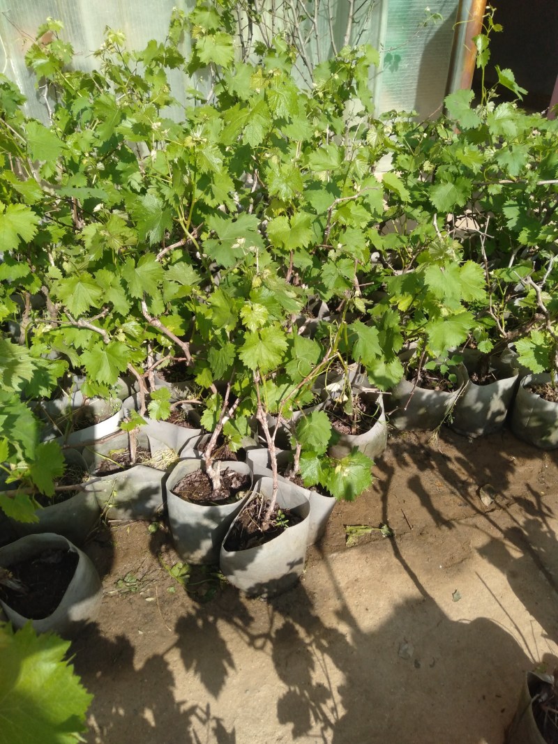 葡萄树苗盆栽地栽南北方种植蓝宝石巨峰庭院果树带叶
