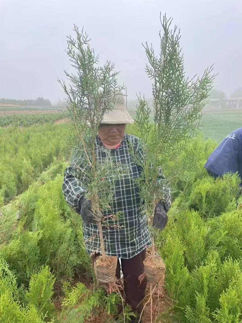侧柏苗，13/15杯苗，40公分-2米，质量保证欢迎合作