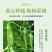 精品荷兰豆，自己有50亩地，电商货，精品货，代发，