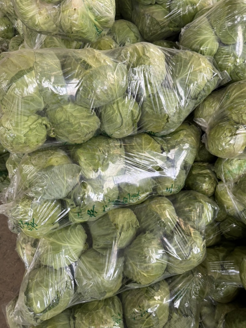 精品大头菜大量现货对接全国各批发市场加工厂