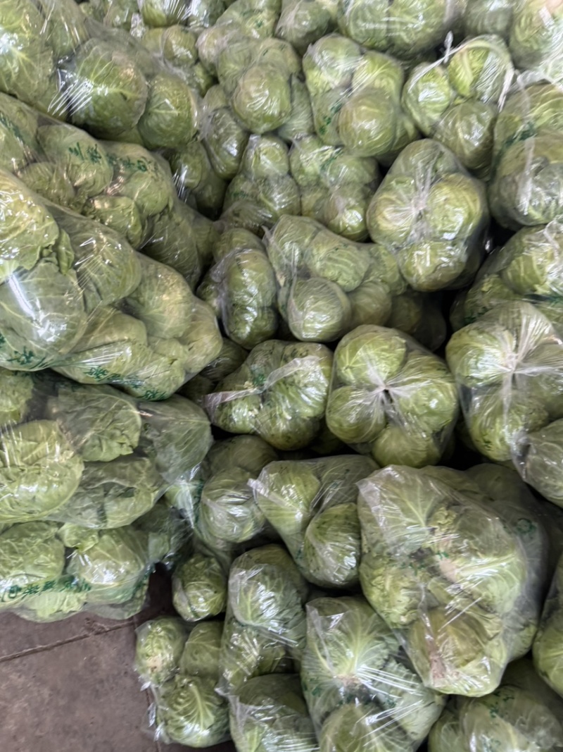 精品大头菜大量现货对接全国各批发市场加工厂