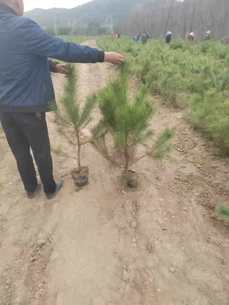 油松杯苗，50公分-2米，大量批发价格便宜，欢迎采购！