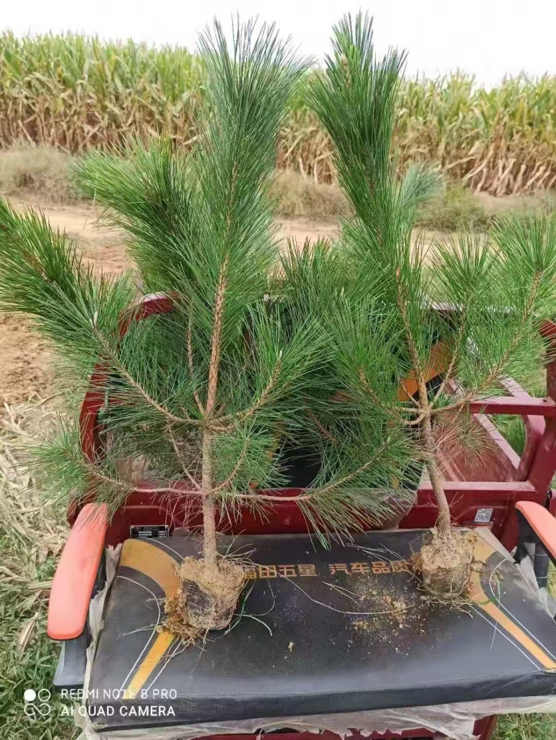 油松杯苗，50公分-2米，大量批发价格便宜，欢迎采购！