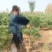 油松杯苗，50公分-2米，大量批发价格便宜，欢迎采购！