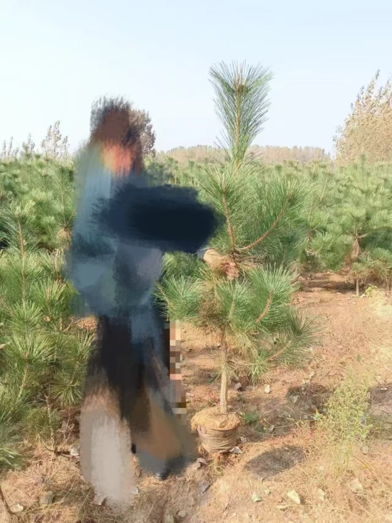 油松杯苗，50公分-2米，大量批发价格便宜，欢迎采购！