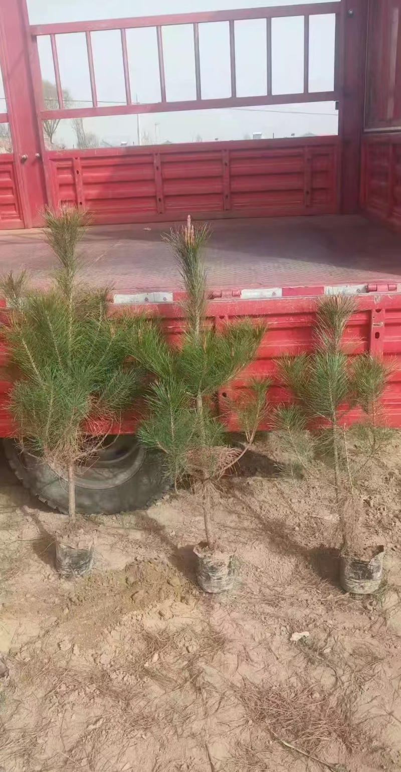 油松杯苗，50公分-2米，大量批发价格便宜，欢迎采购！
