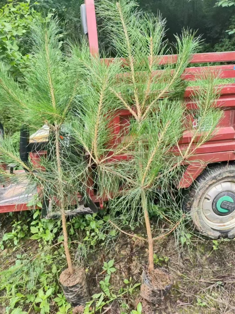 油松杯苗，50公分-2米，大量批发价格便宜，欢迎采购！