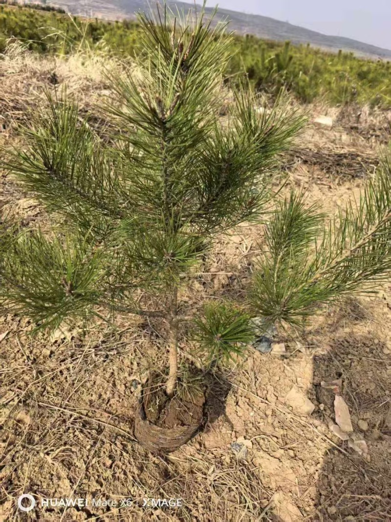 油松杯苗，50公分-2米，大量批发价格便宜，欢迎采购！