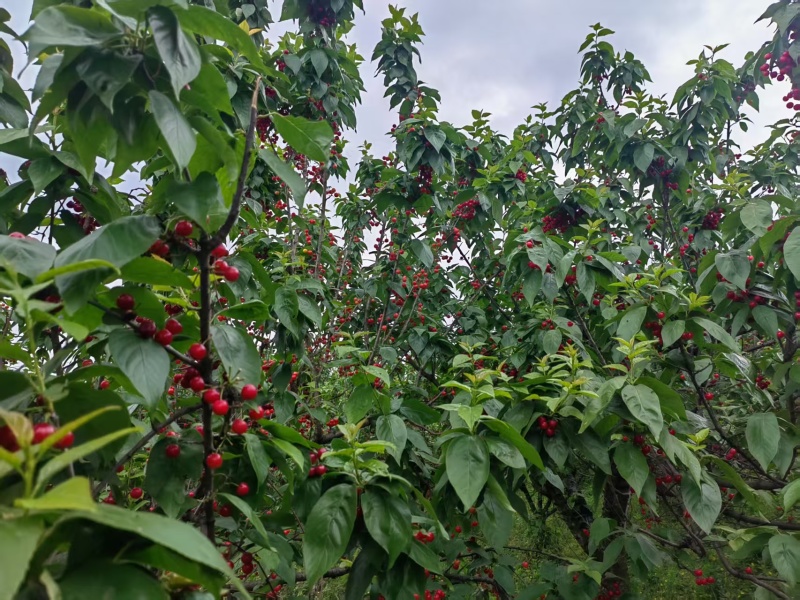 玛瑙红樱桃