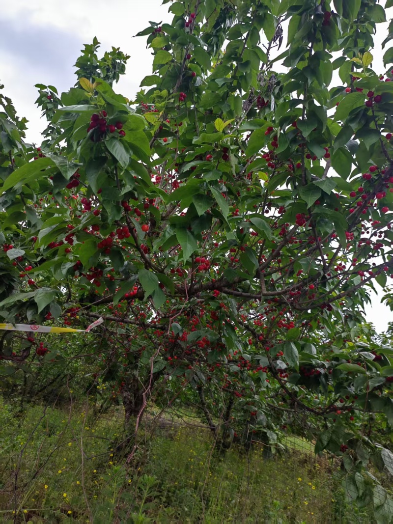 玛瑙红樱桃