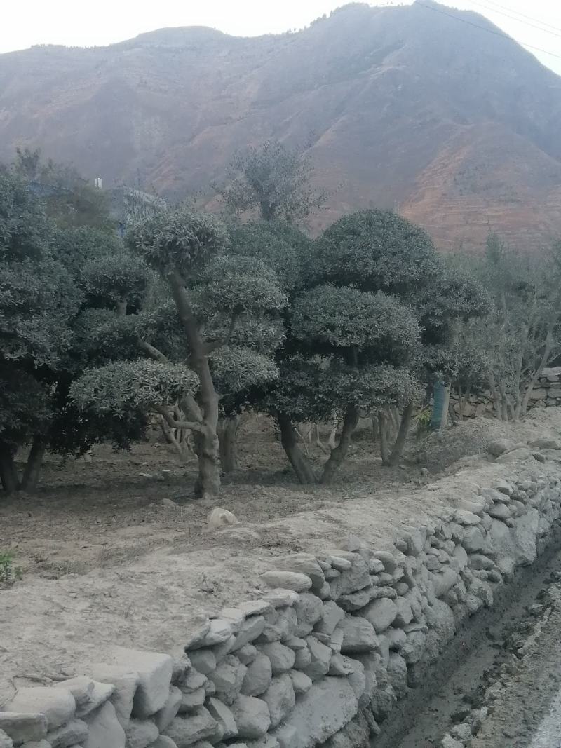 油橄榄树绿化盆景批发，高级灰叶子，象征这非常，和平，帮助