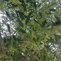 油橄榄树绿化盆景批发，高级灰叶子，象征这非常，和平，帮助