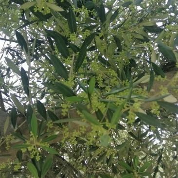 油橄榄树绿化盆景批发，高级灰叶子，象征这非常，和平，帮助
