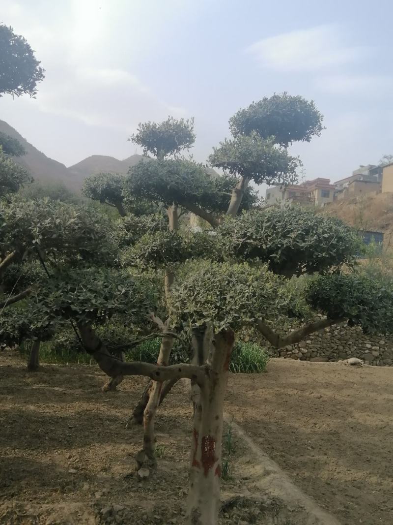 油橄榄树绿化盆景批发，高级灰叶子，象征这非常，和平，帮助