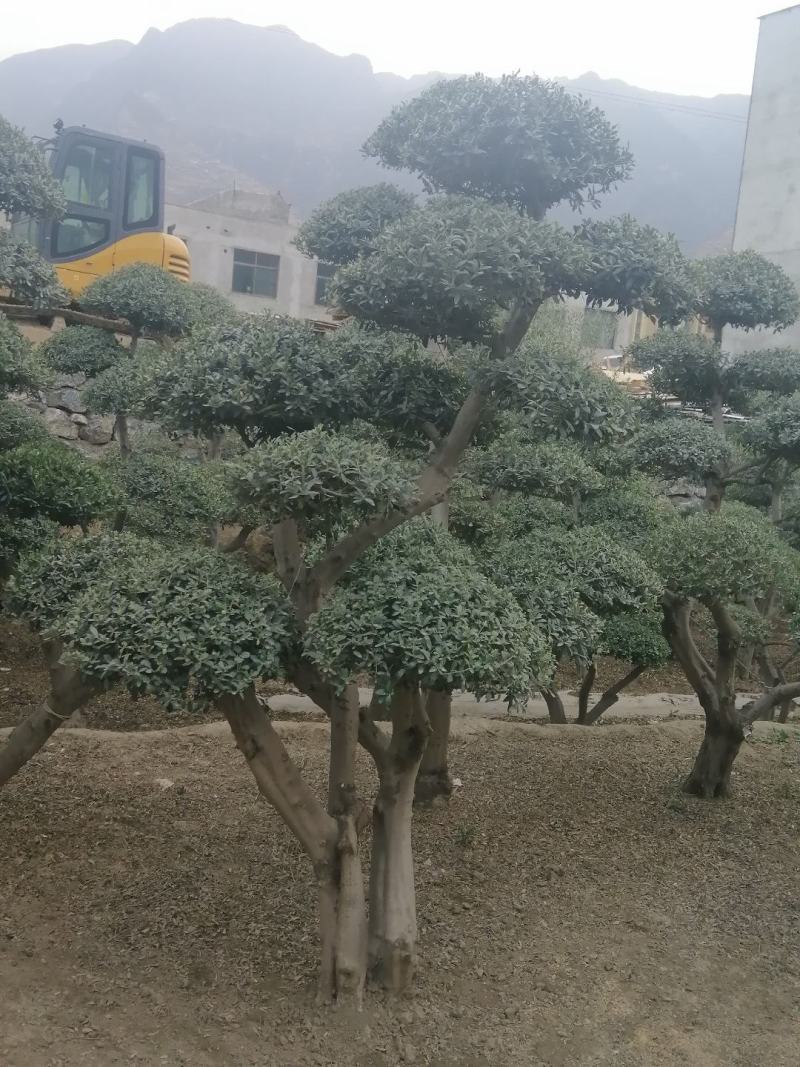 油橄榄树绿化盆景批发，高级灰叶子，象征这非常，和平，帮助