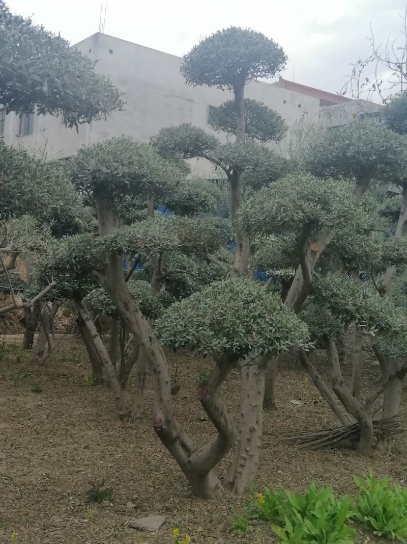 油橄榄树绿化盆景批发，高级灰叶子，象征这非常，和平，帮助