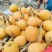 云南昭通永善露天大五星枇杷大量有货，对接全国客户