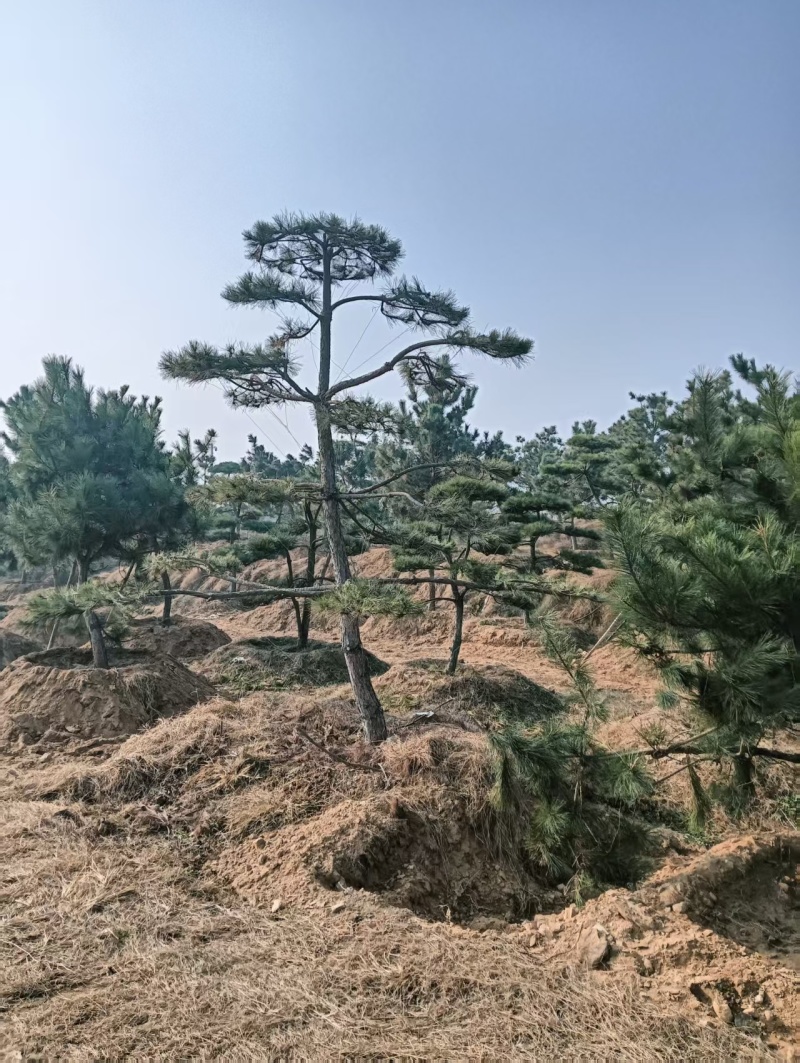 造型松，粗度8厘米-25厘米，价格优惠欢迎来电洽谈。