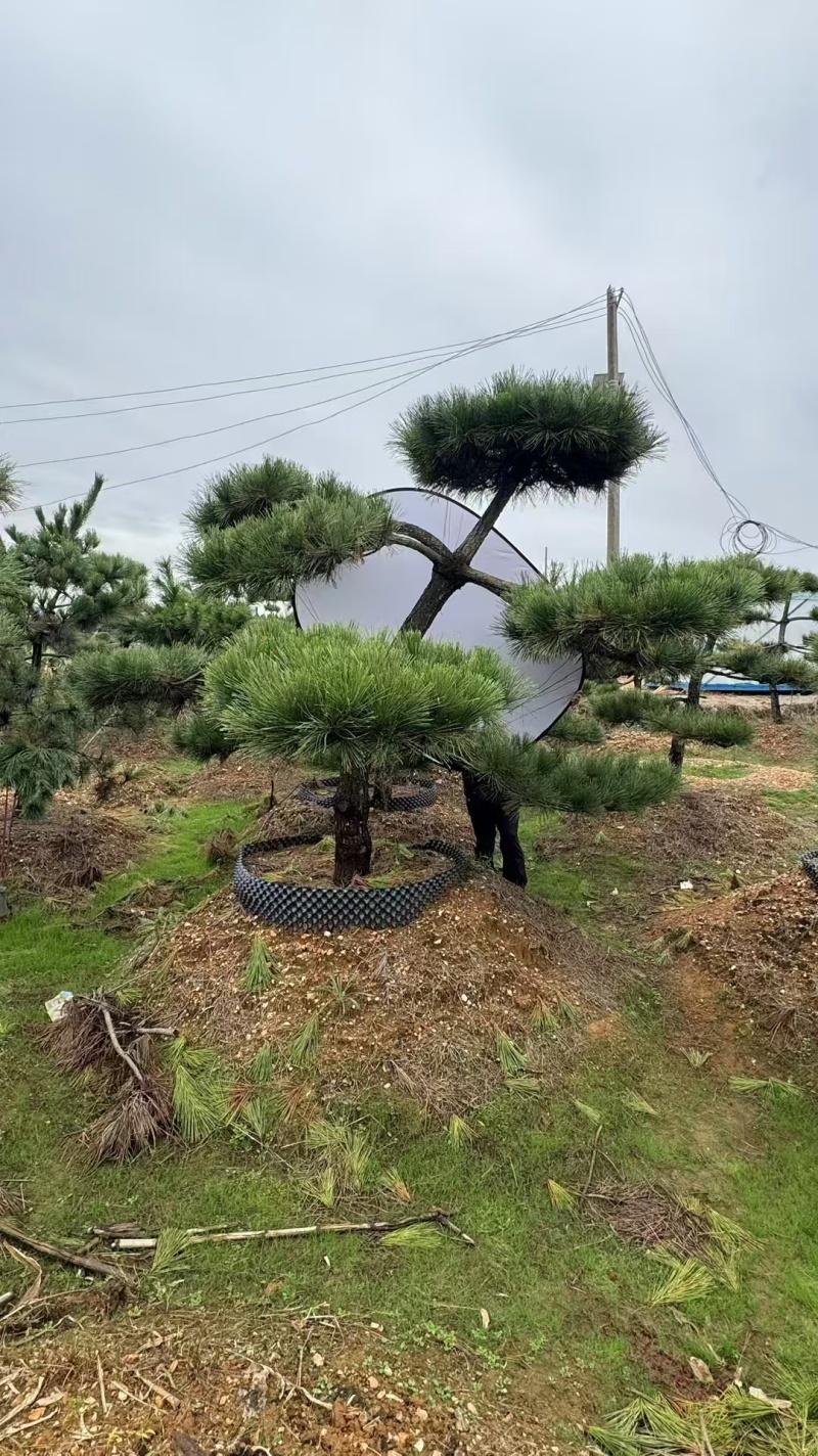 造型松，粗度8厘米-25厘米，价格优惠欢迎来电洽谈。