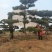造型松，粗度8厘米-25厘米，价格优惠欢迎来电洽谈。