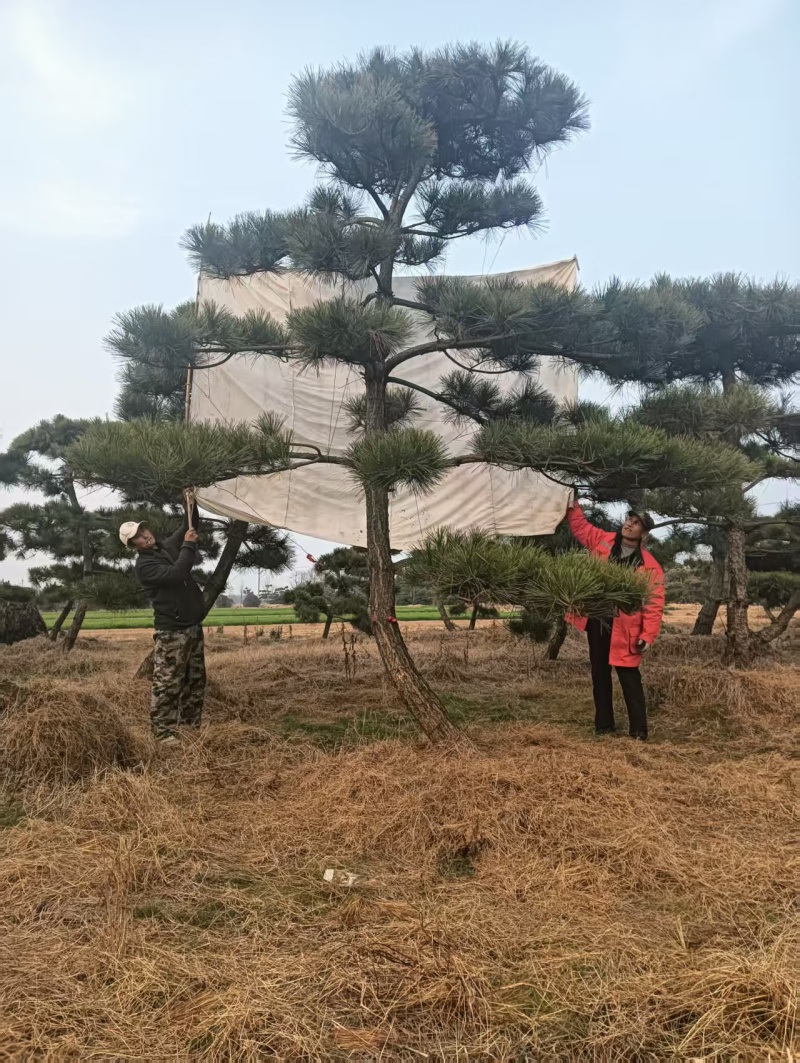 造型松，粗度8厘米-25厘米，价格优惠欢迎来电洽谈。