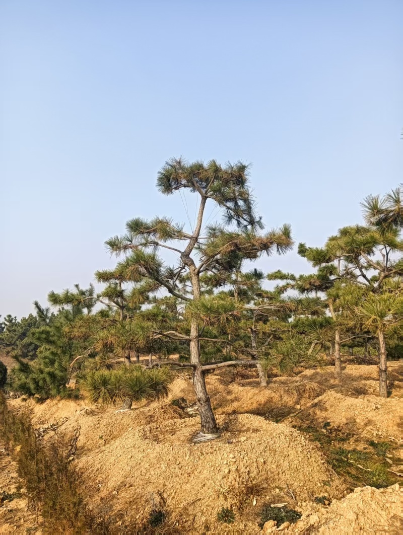 造型松，粗度8厘米-25厘米，价格优惠欢迎来电洽谈。