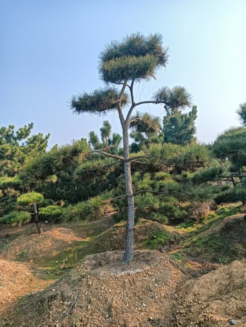 造型松，粗度8厘米-25厘米，价格优惠欢迎来电洽谈。