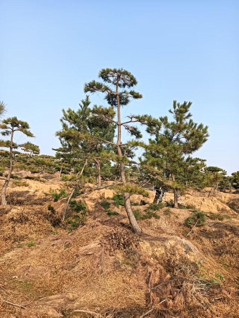 造型松，粗度8厘米-25厘米，价格优惠欢迎来电洽谈。